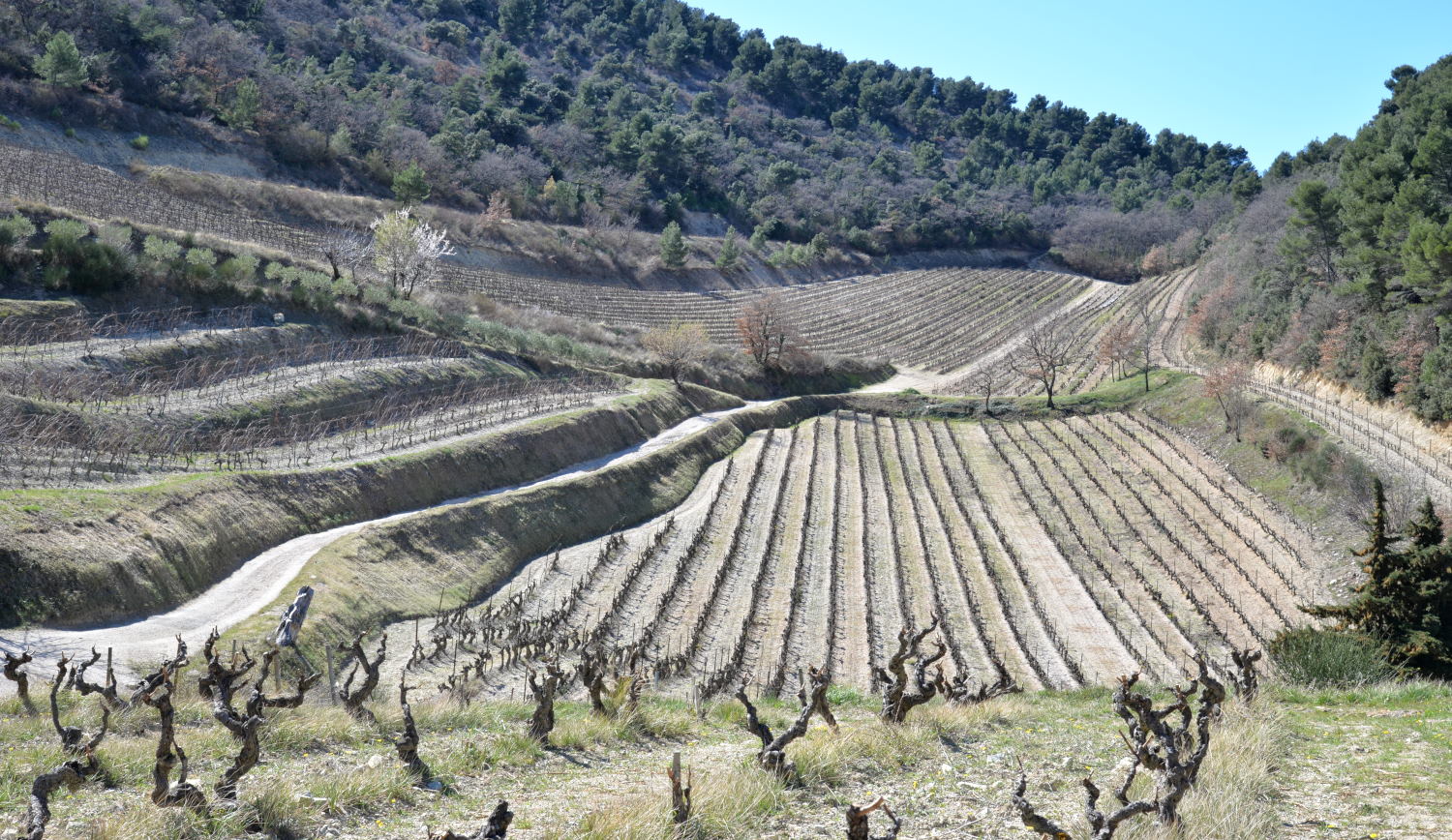 2019 D610 2_014 1 Gigondas