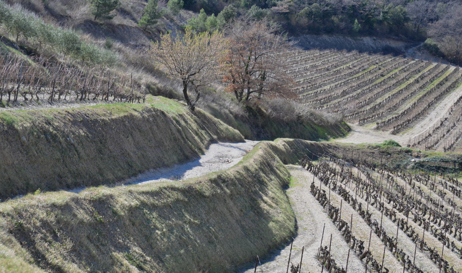 2019 D610 2_020 1 Gigondas