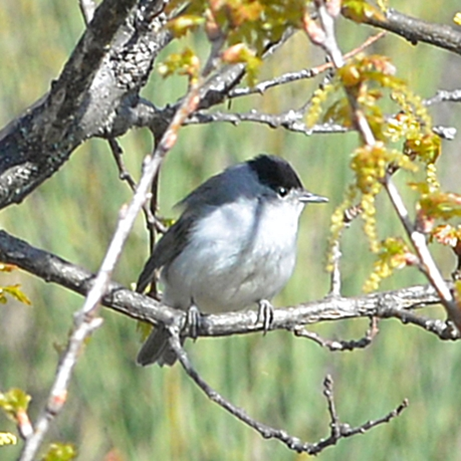 2019 D610 3_010 1 fauvette à tête noire