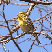 2019 D610 3_024 1 serin cini