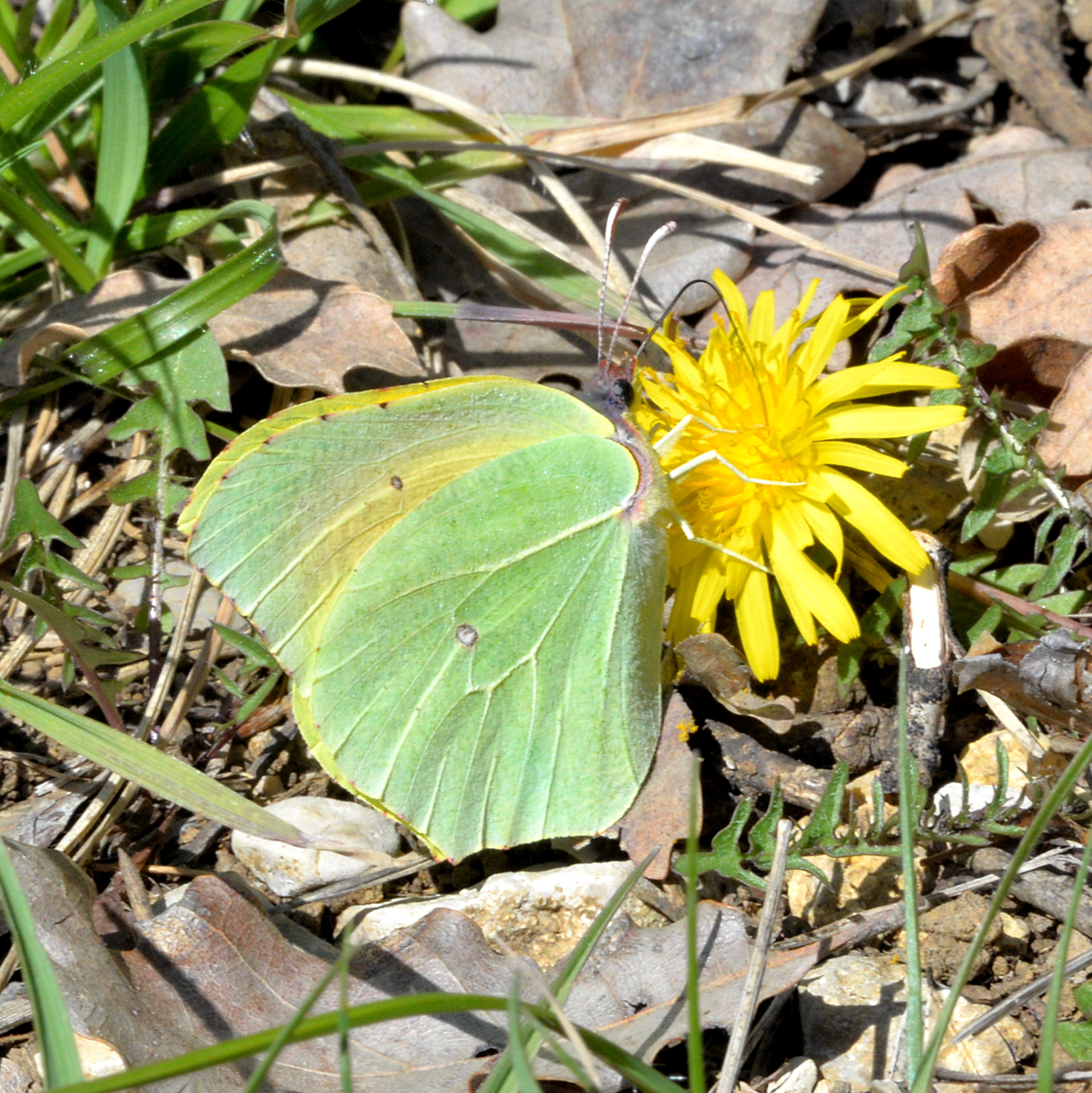2019 D610 3_032 1 citron de Provence