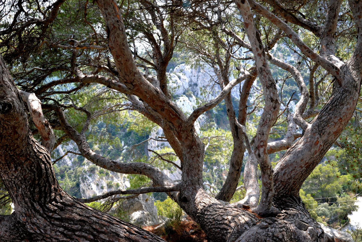 2019 D610 3_158 1 arbre