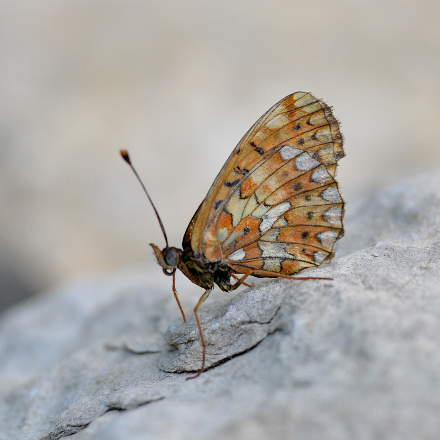 2019 D610 4_021 1 mélitée