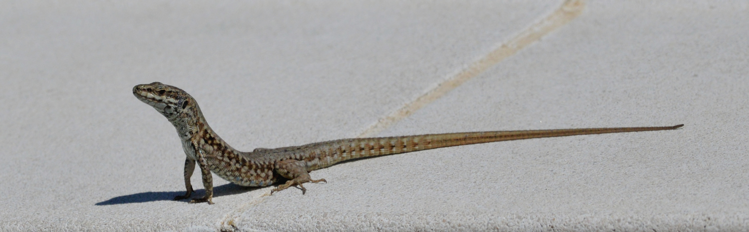 2019 D610 4_025 1 lézard