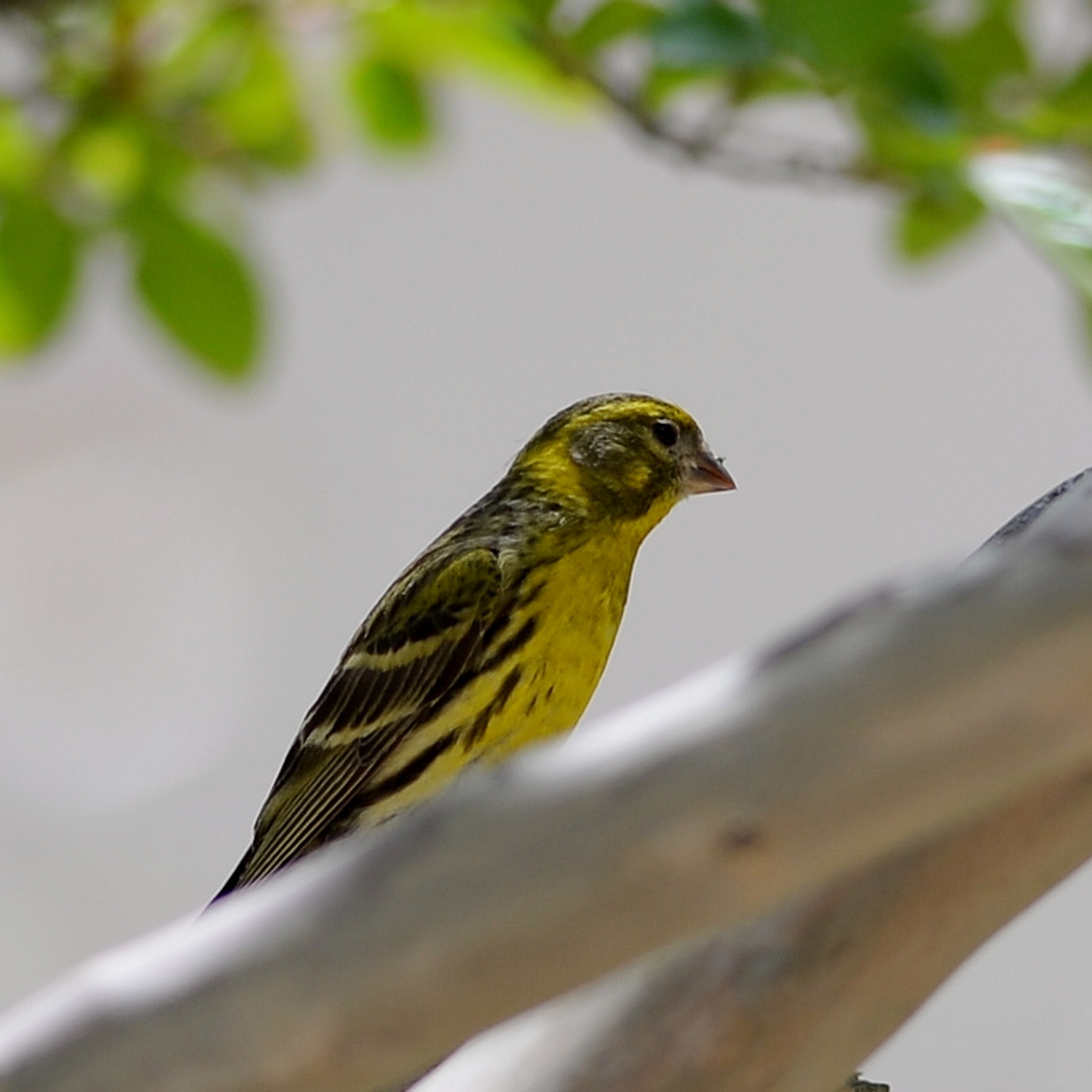 2019 D610 4_063 1 serin cini