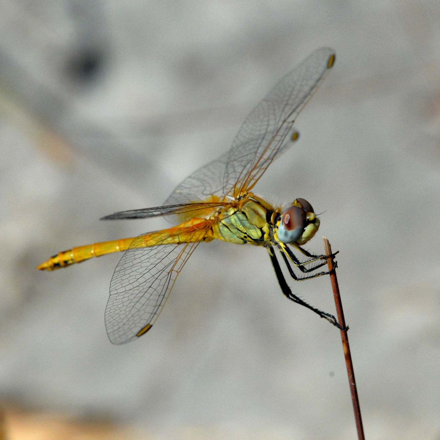 2019 D610 4_228 1 libellule