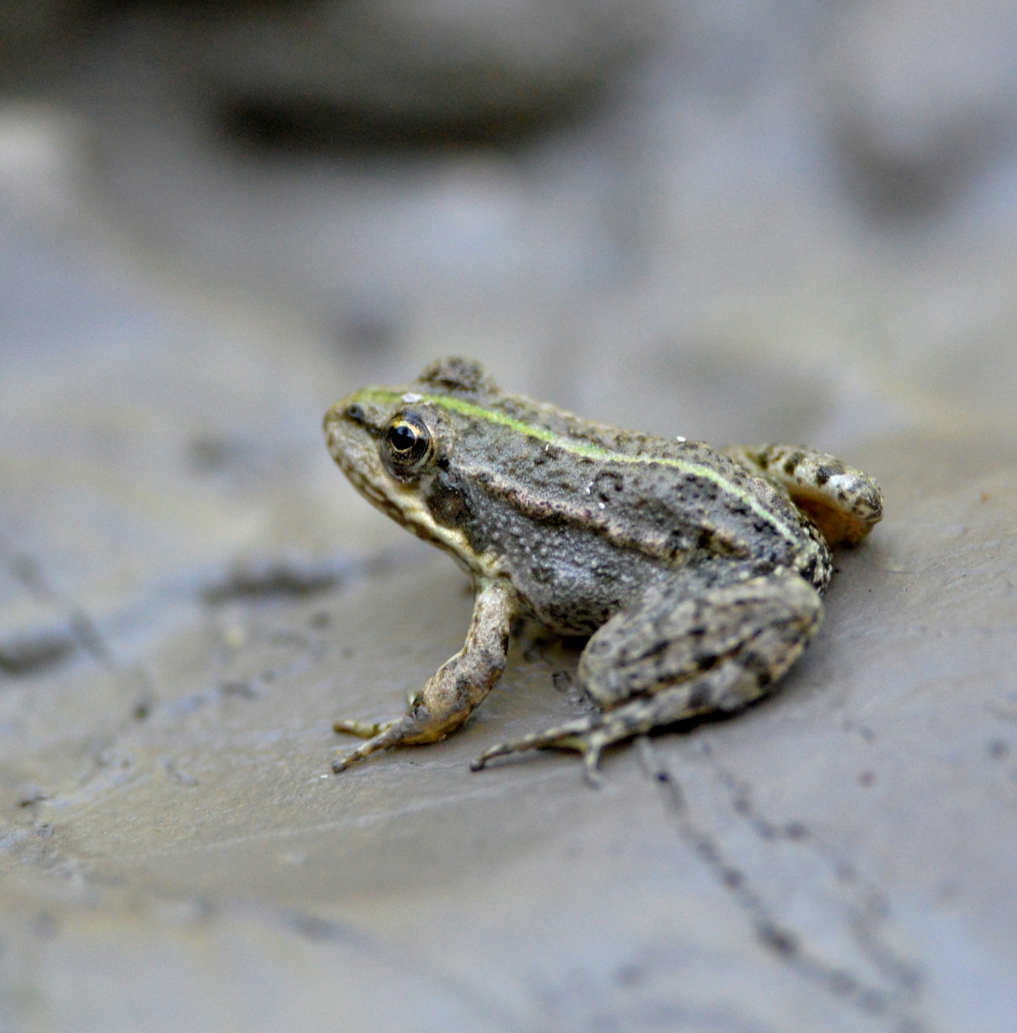 2019 D610 4_272 1 grenouille