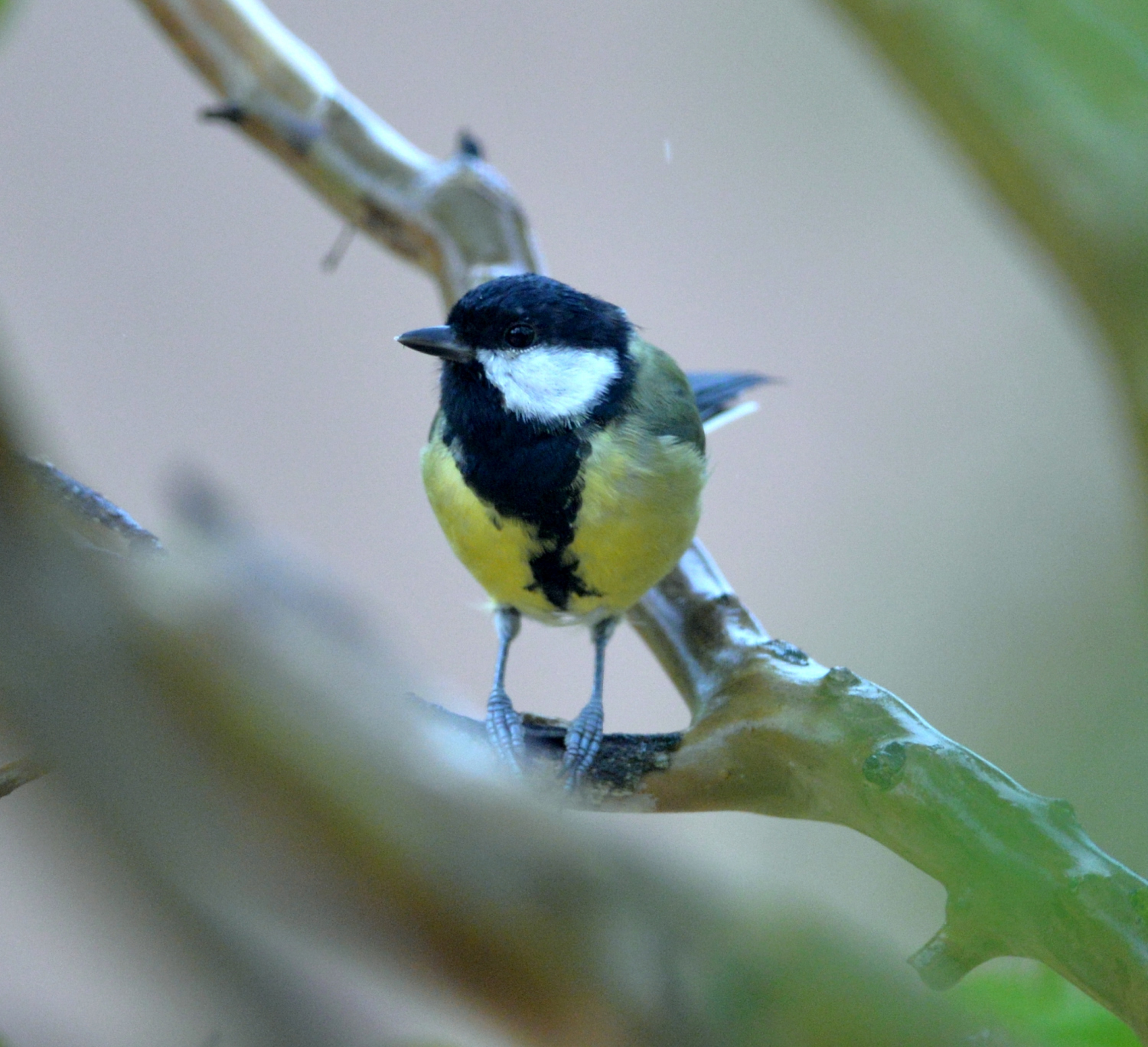 2019 D610 4_303 1 mésange charbonnière