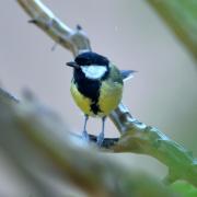 2019 D610 4_303 1 mésange charbonnière