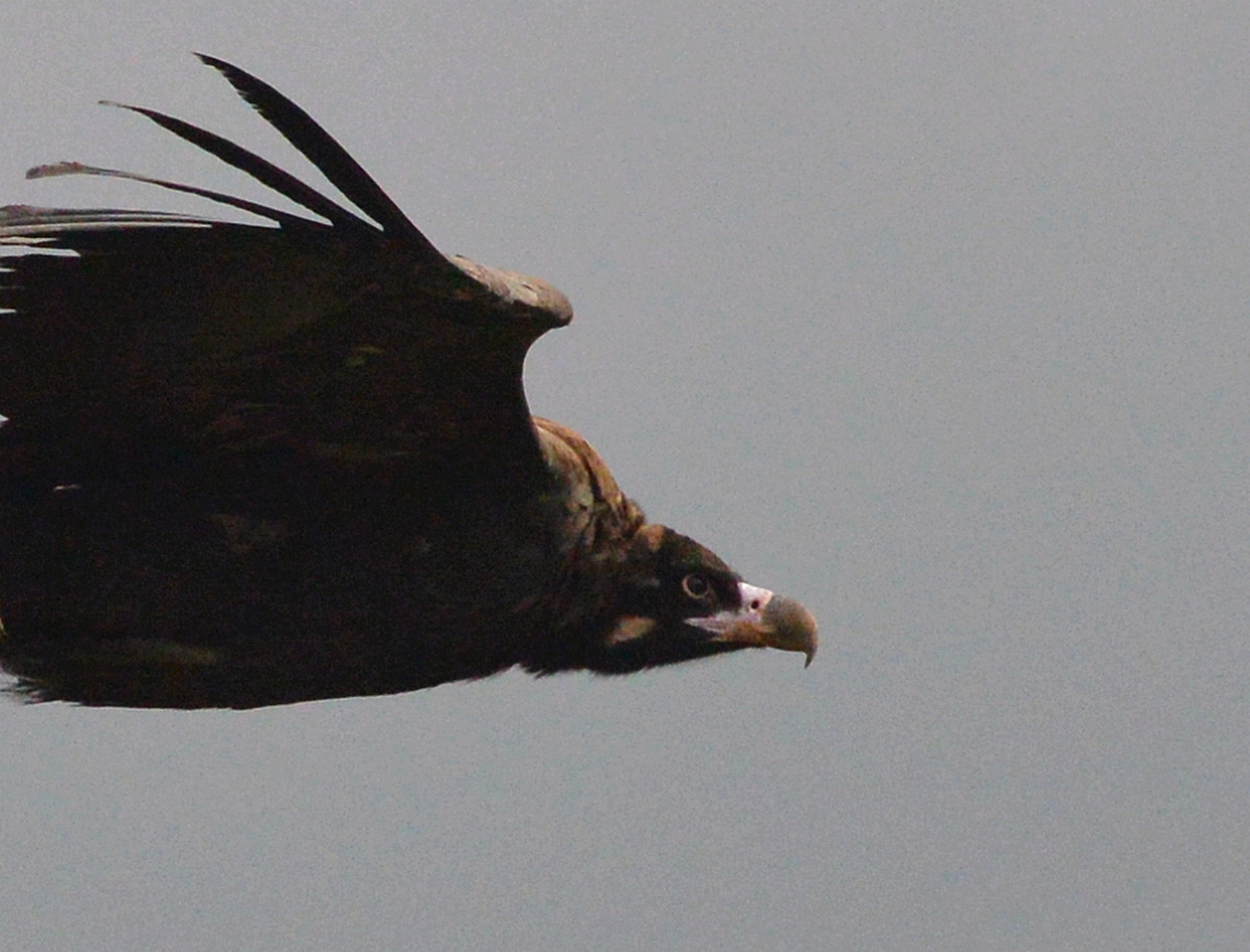 2019 D610 5_171 1 vautour moine