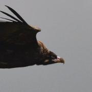 2019 D610 5_171 1 vautour moine