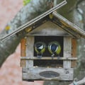 2020 d60 1 035 1 oiseau mesange charbonniere