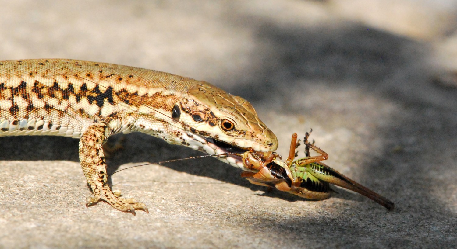 2020 d60 1 076 1 lezard des murailles 01