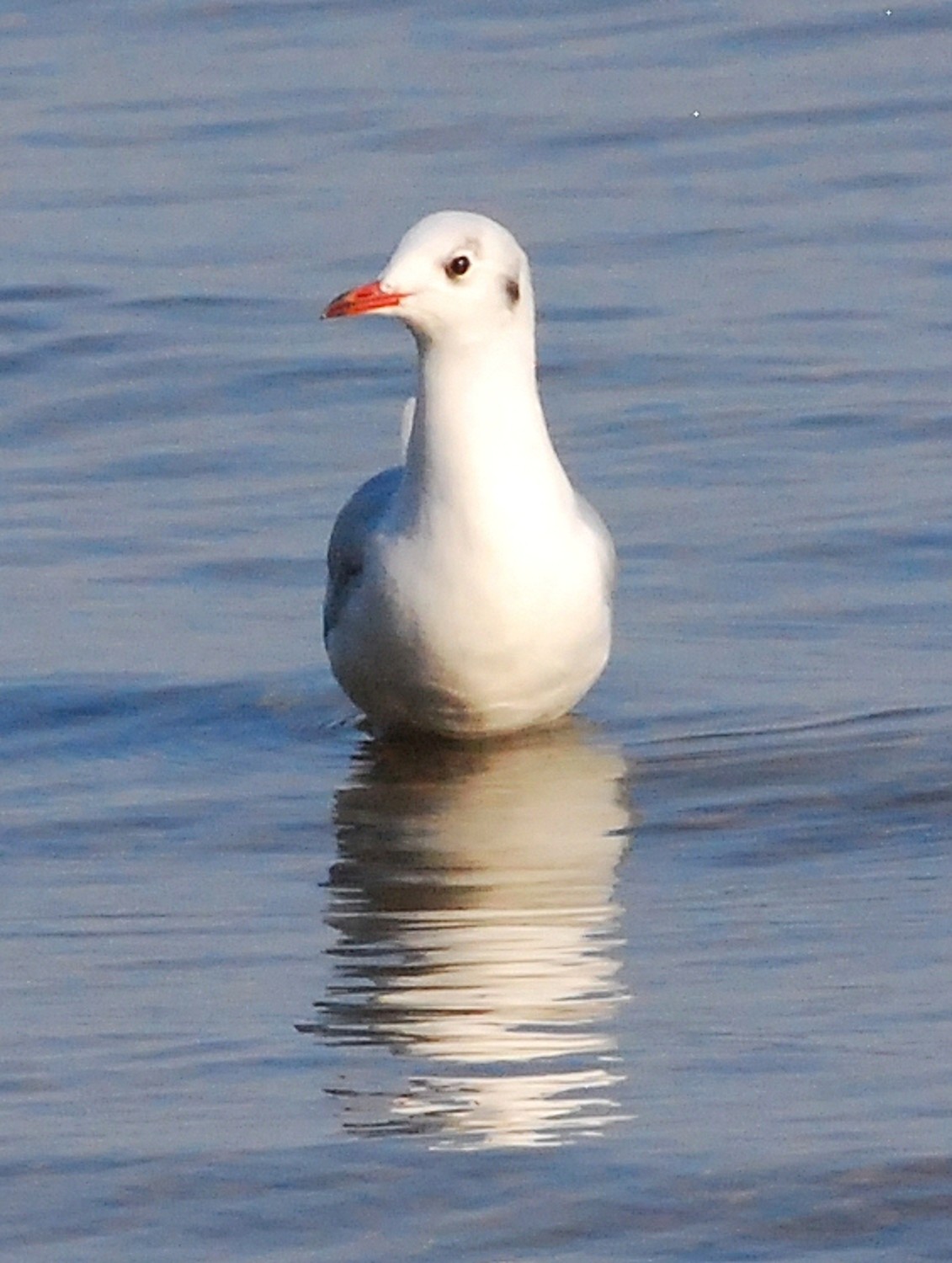 2020 d60 2 152 1 mouette