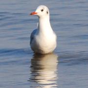 2020 d60 2 152 1 mouette