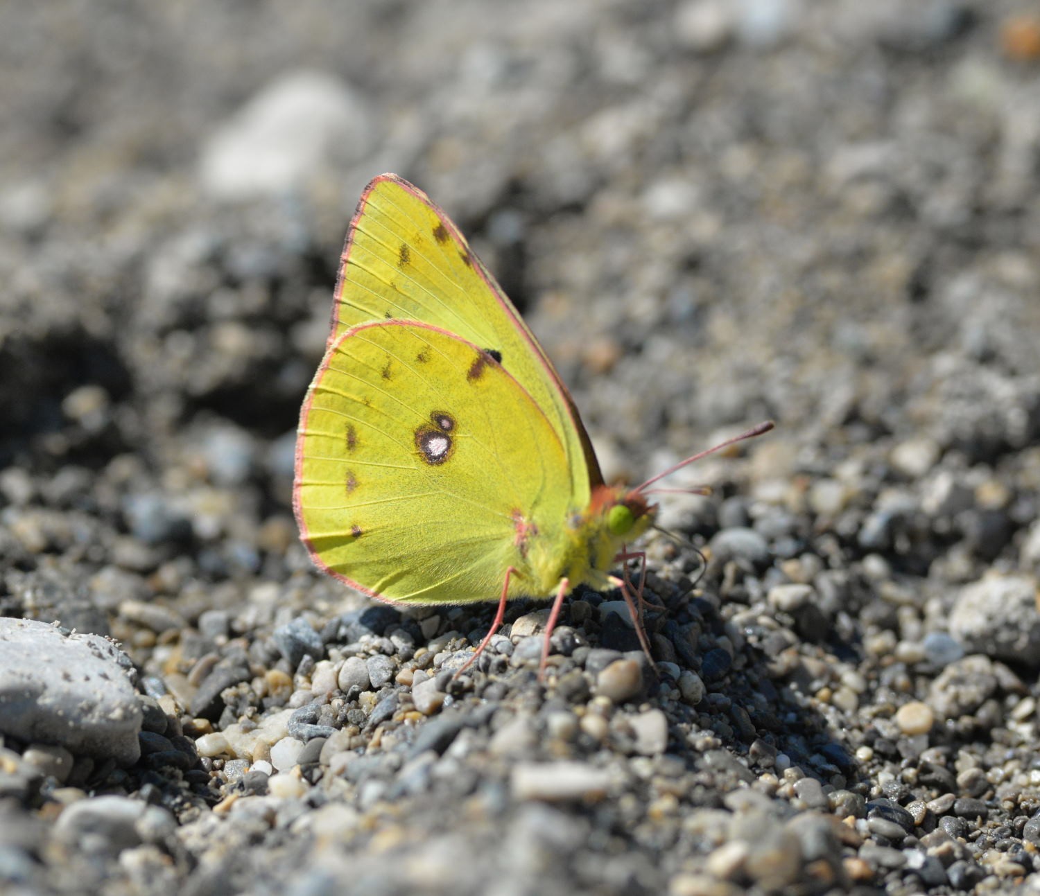 2020 d610 3 133 1 colias xx