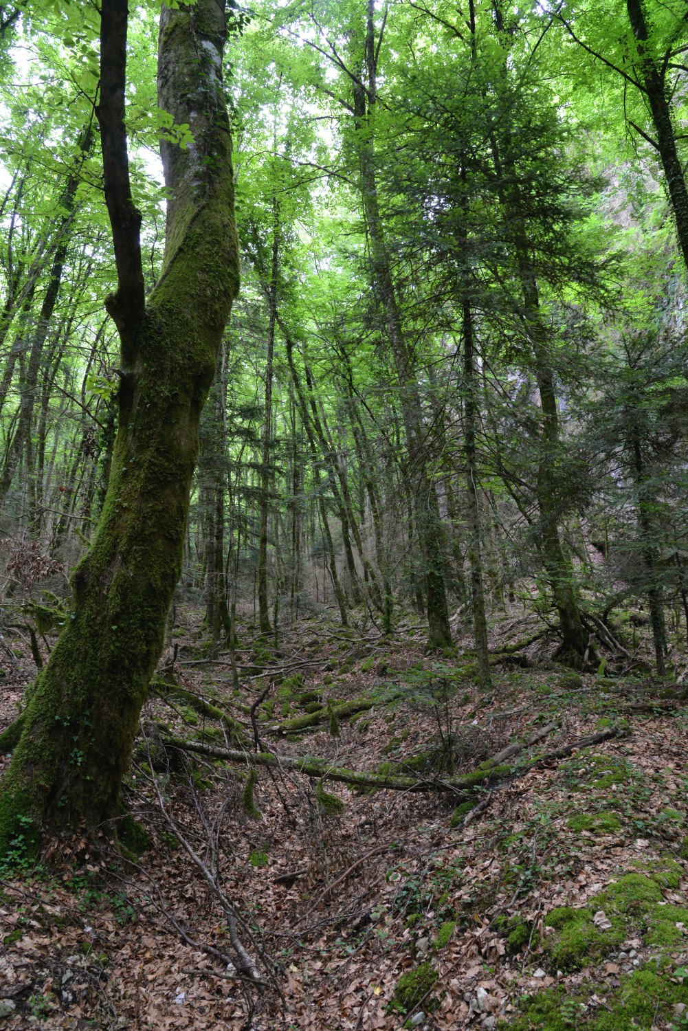 2020 d610 4 012 1 foret de saou 01