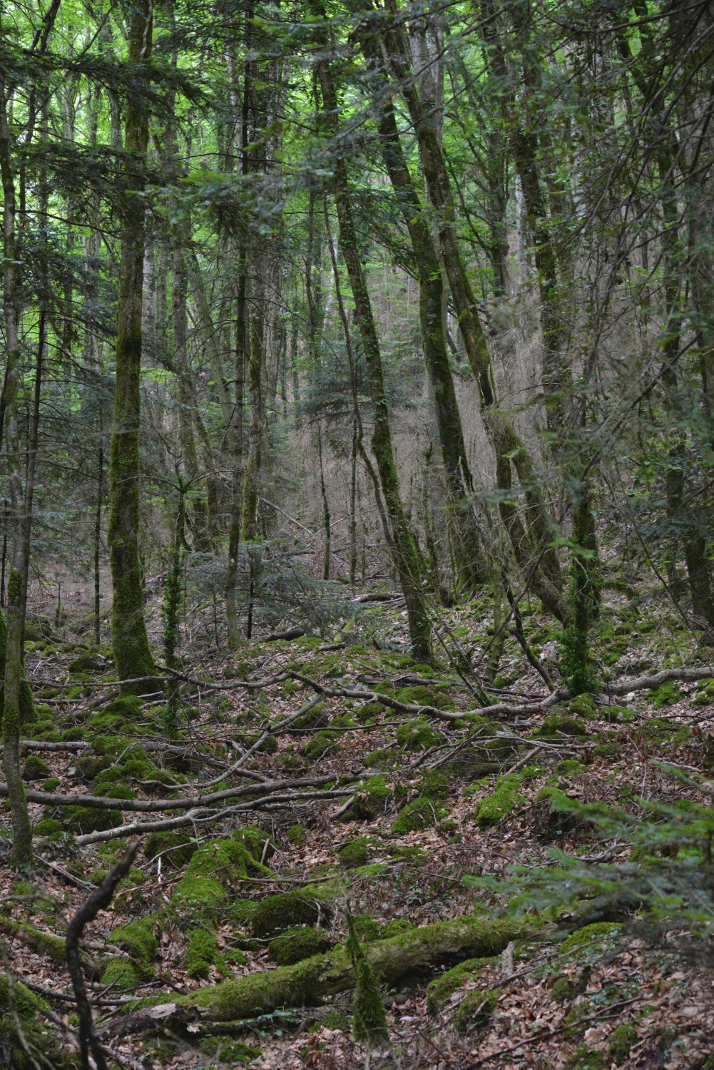 2020 d610 4 013 1 foret de saou 01
