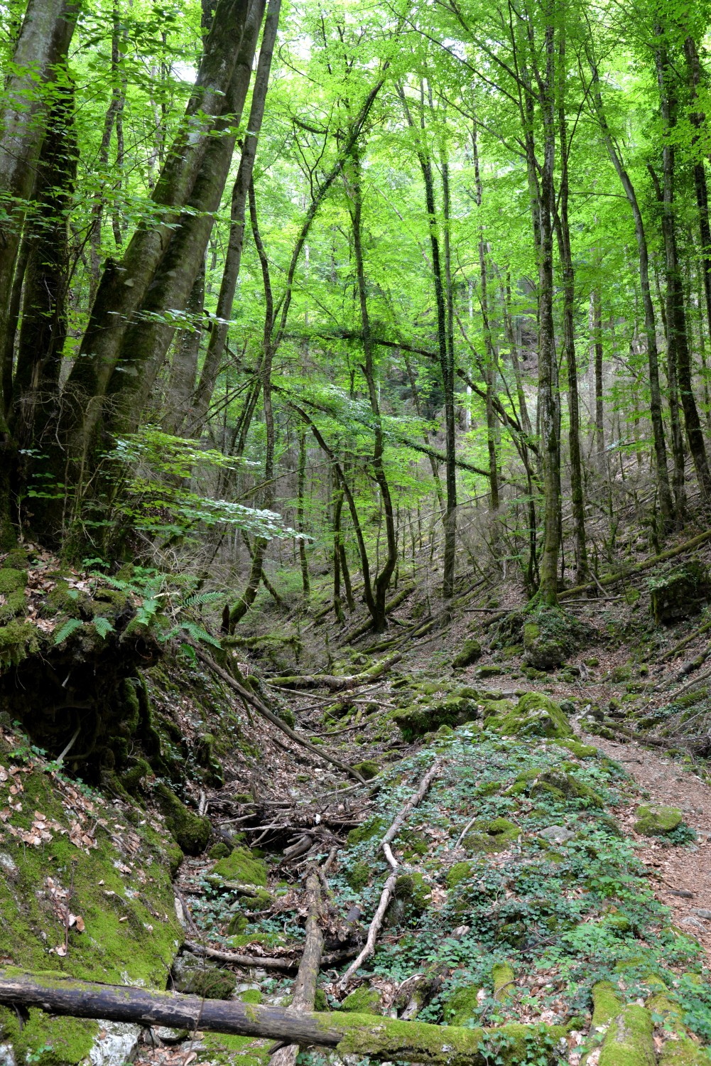 2020 d610 4 019 1 foret de saou 01