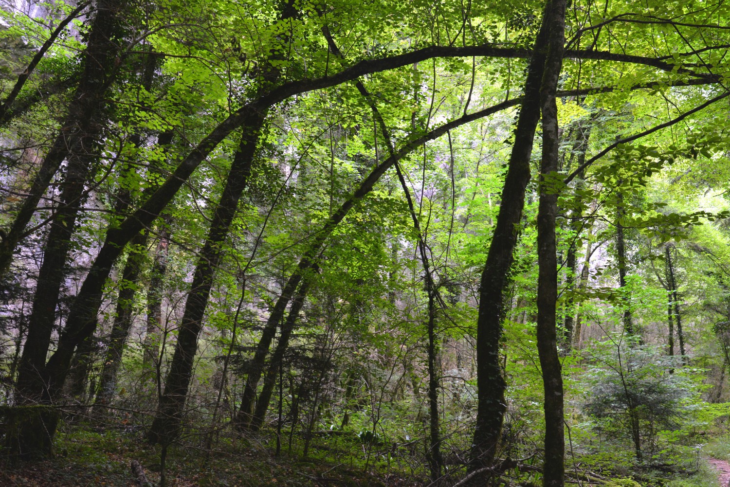 2020 d610 4 024 1 foret de saou 01