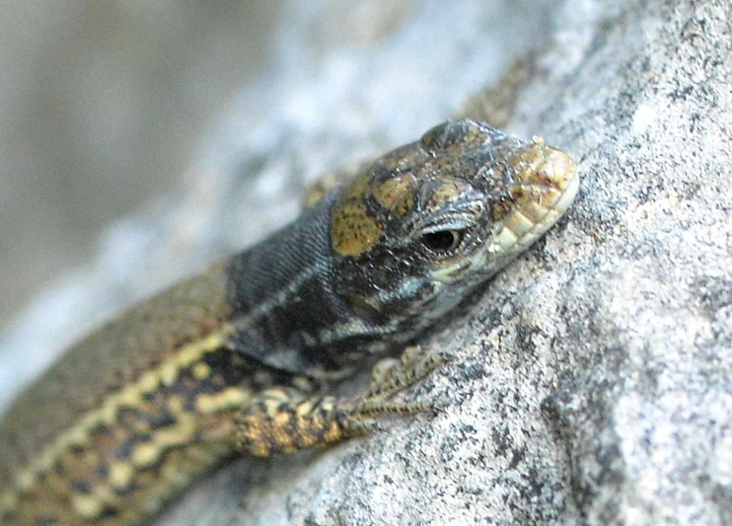 2020 d610 5 014 1 01 lézard des murailles