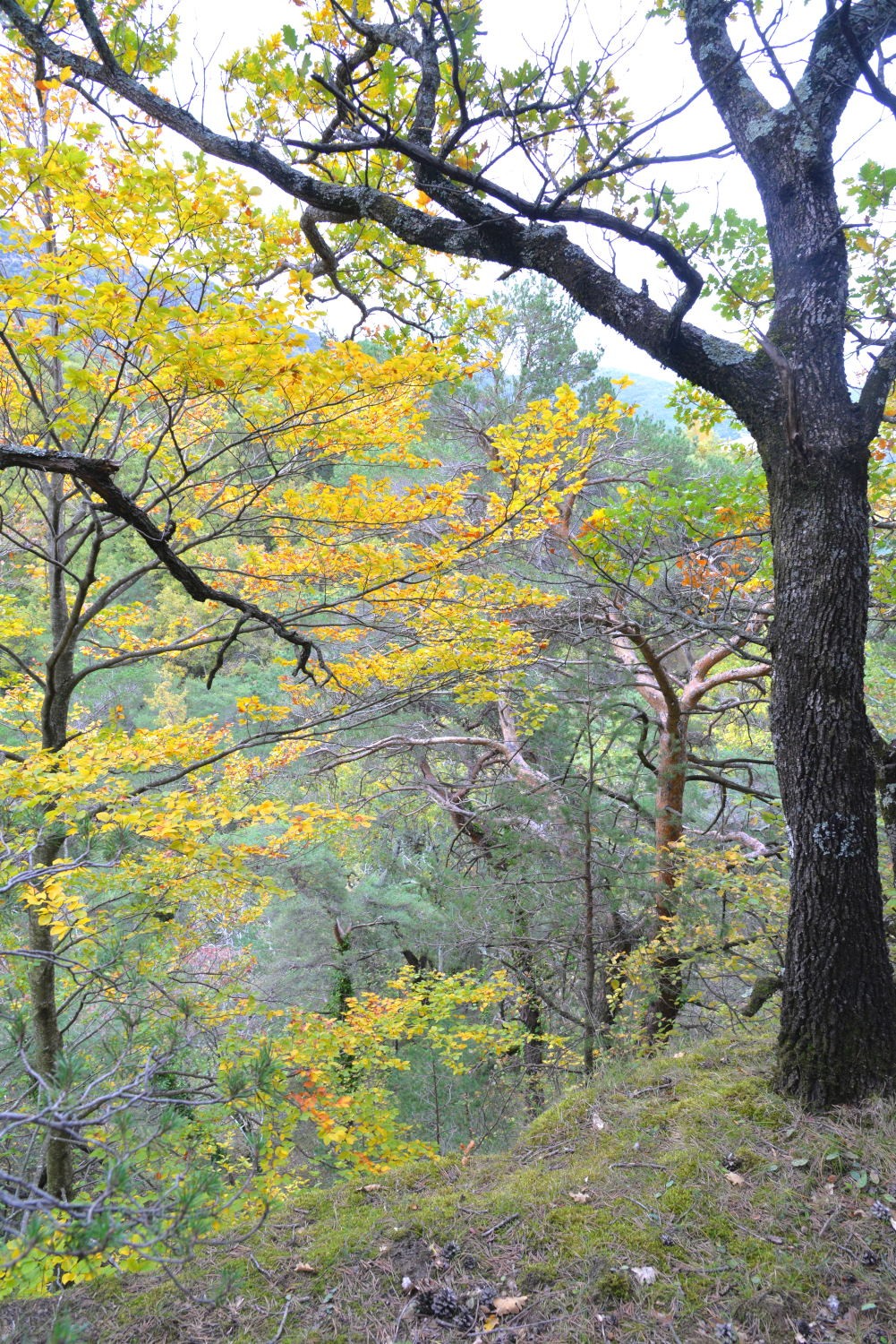 2020 d610 8 133 1 bois de taulignan
