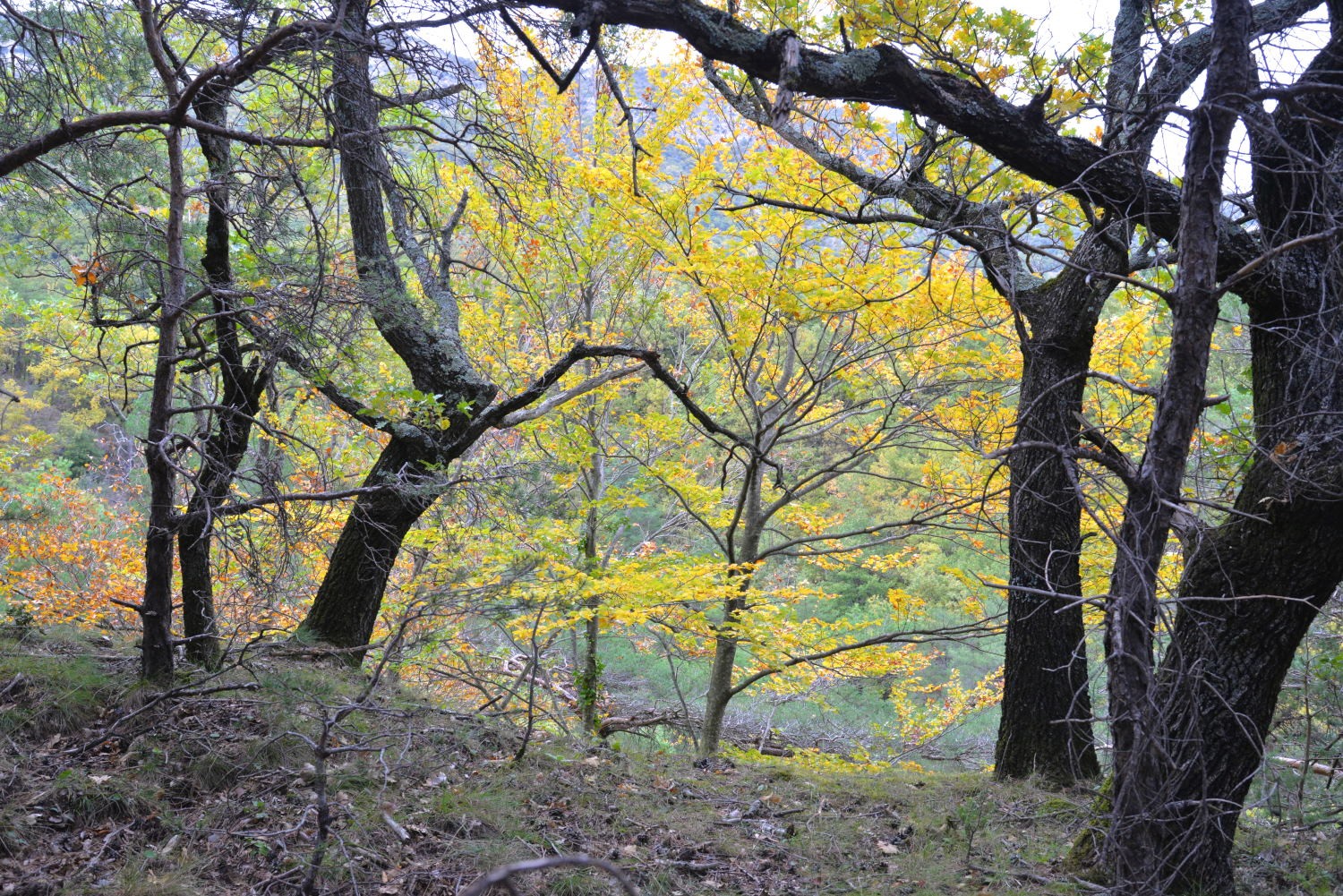 2020 d610 8 134 1 bois de taulignan