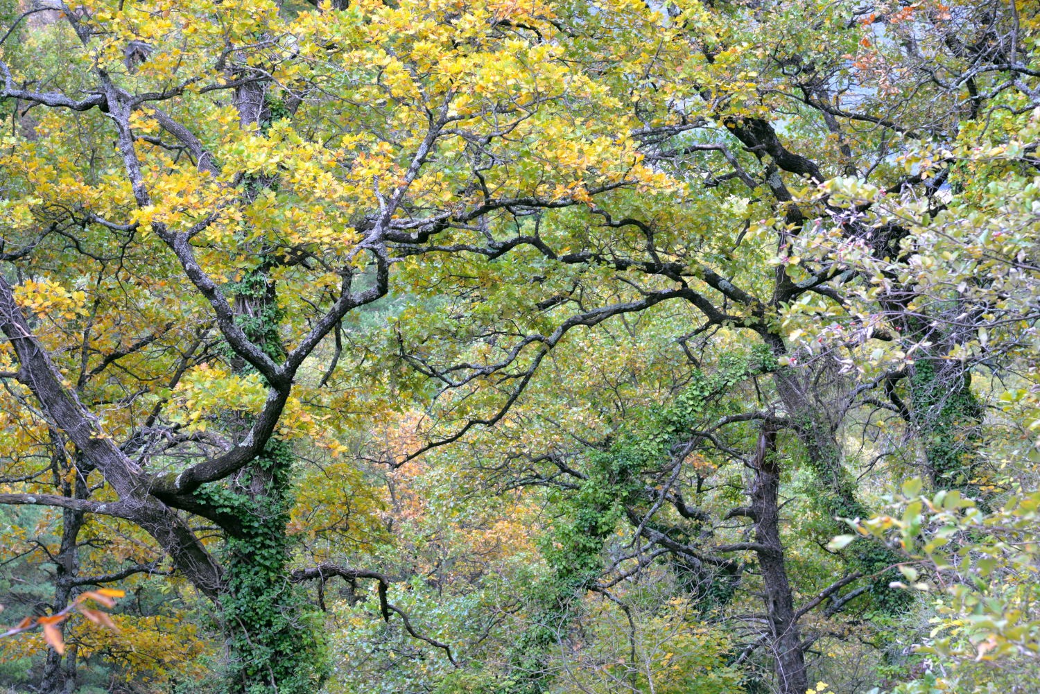 2020 d610 8 135 1 bois de taulignan