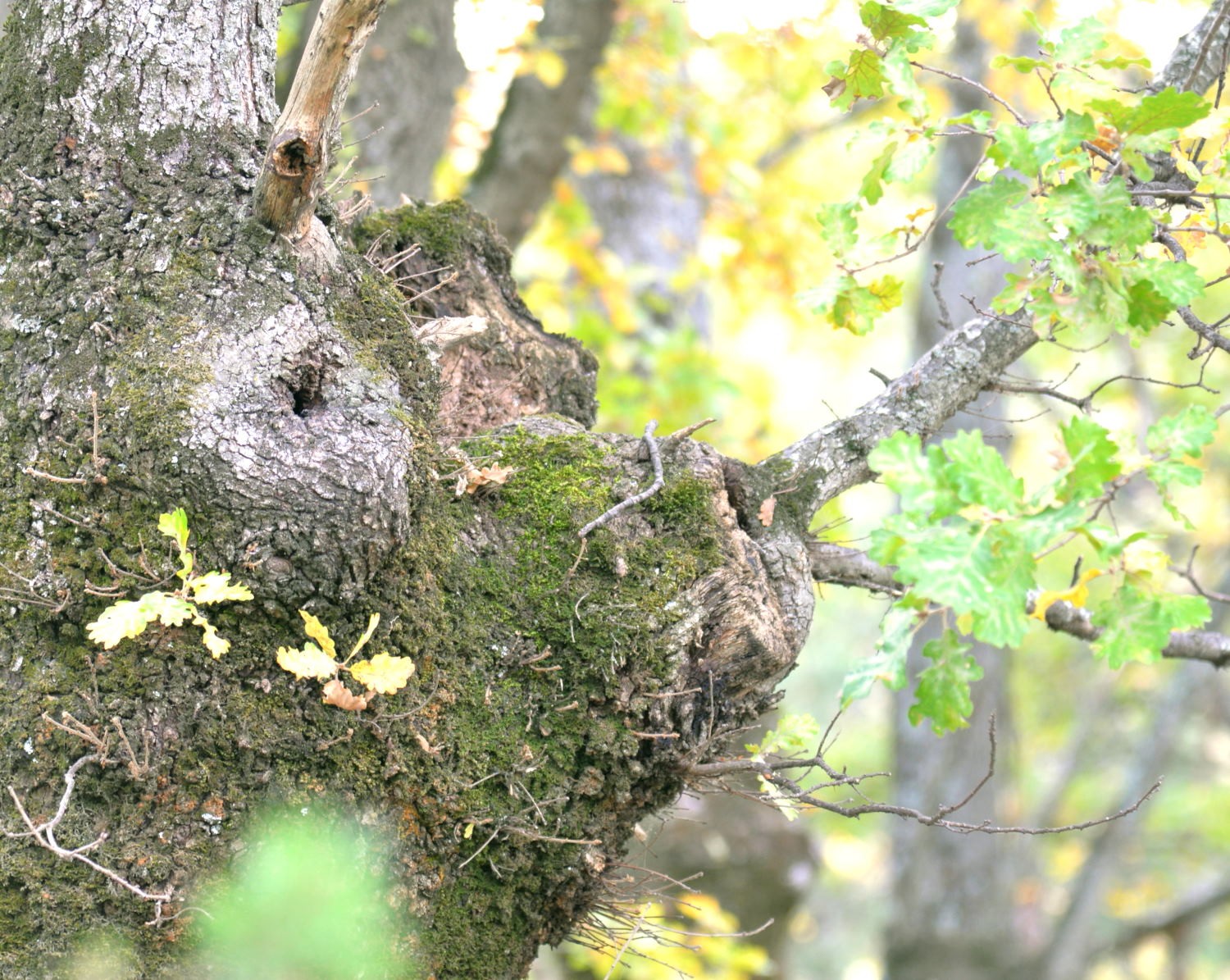 2020 d610 8 138 1 bois de taulignan