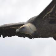 2020 d610 9 022 1 vautour fauve