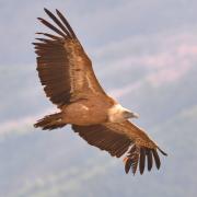 2020 d610 9 024 1 vautour fauve