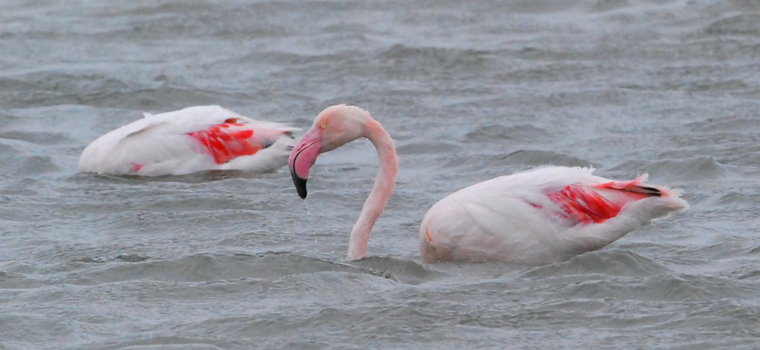 2021 d60 1 043 1 flamant rose