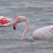 2021 d60 1 043 1 flamant rose