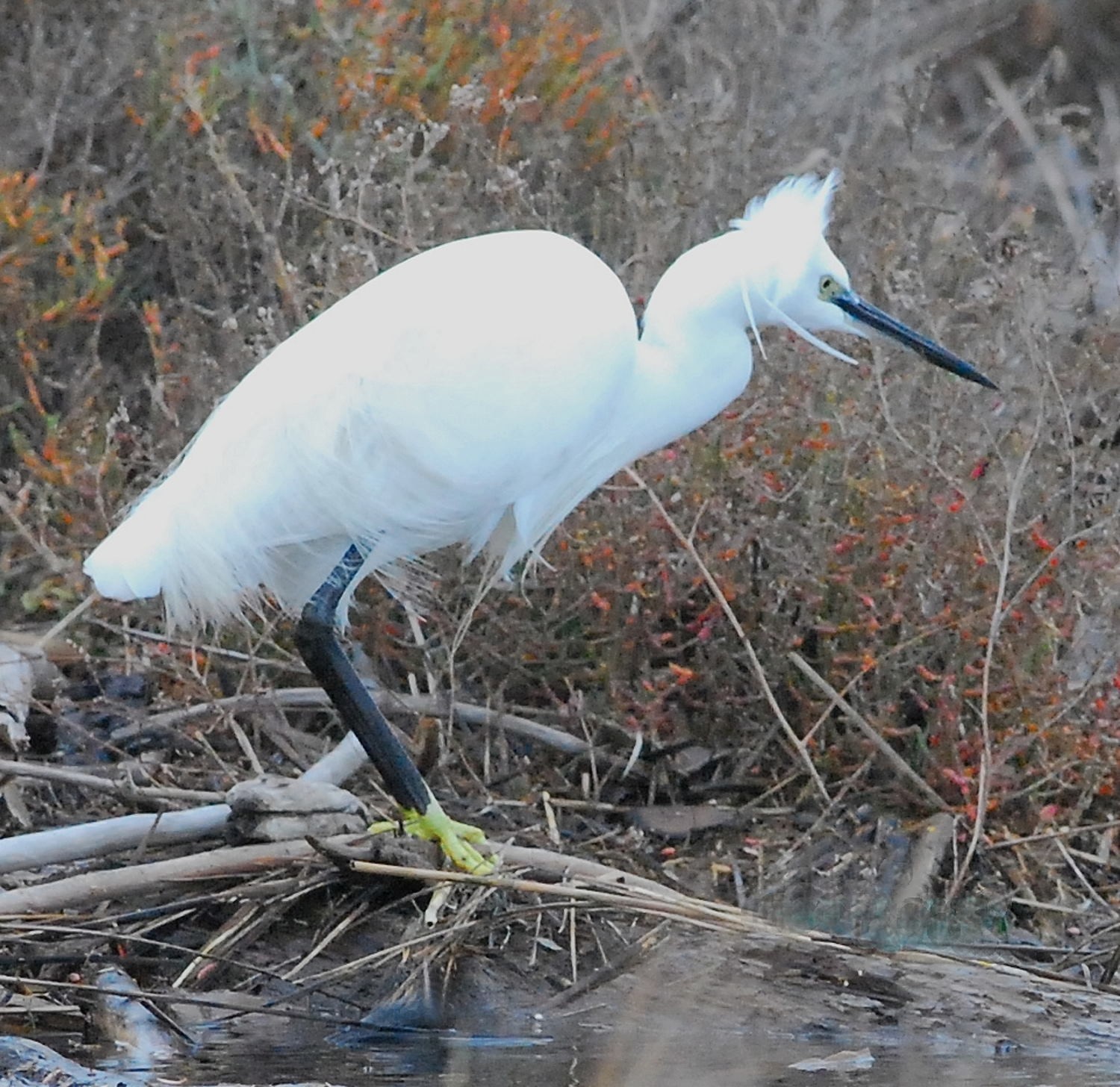 2021 d60 1 054 1 aigrette garzette