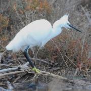 2021 d60 1 054 1 aigrette garzette