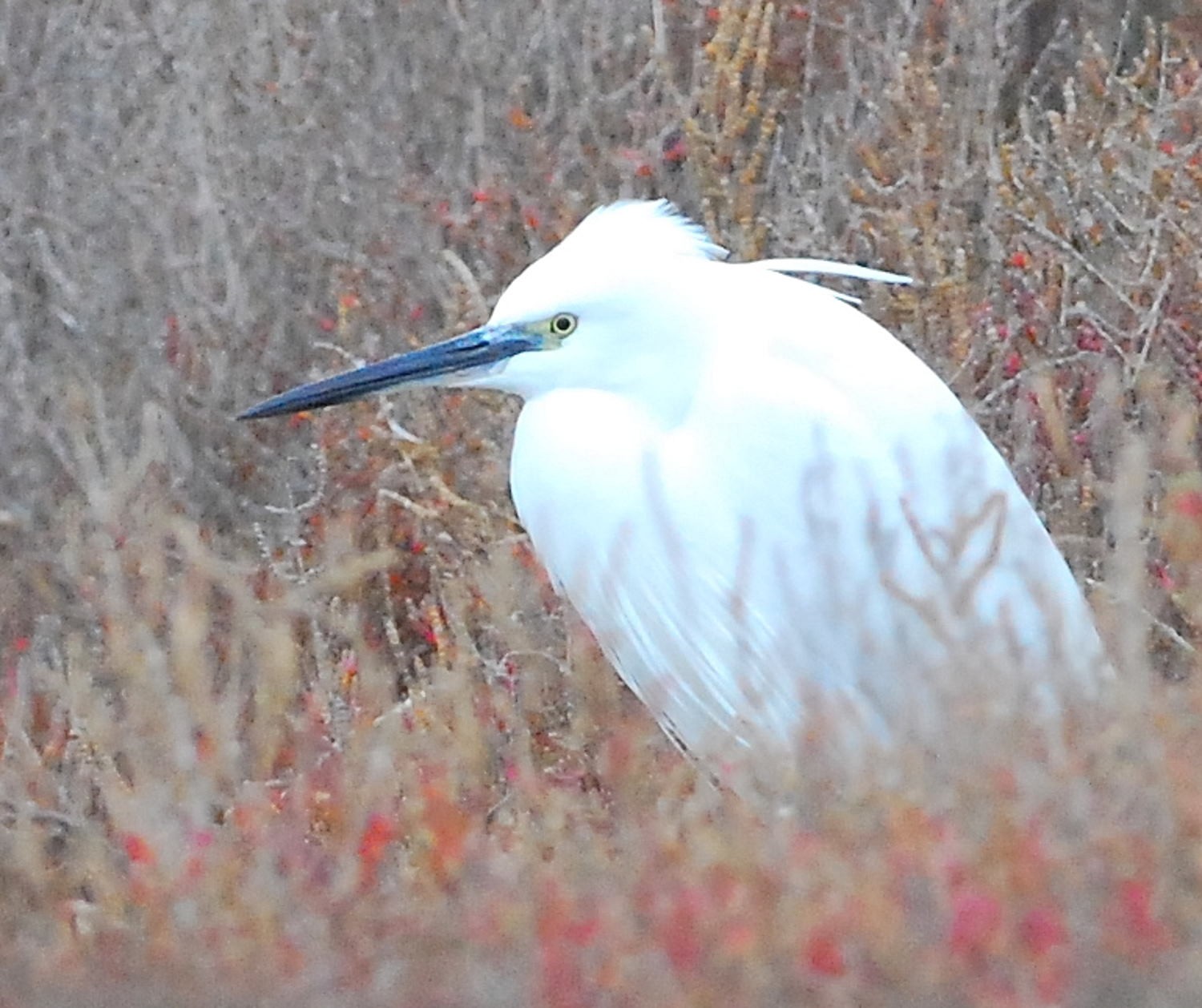 2021 d60 1 057 1 aigrette garzette