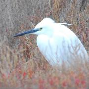 2021 d60 1 057 1 aigrette garzette