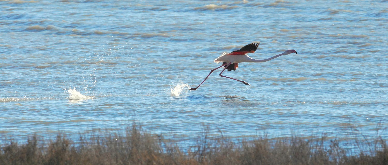 2021 d60 1 066 1 flamant rose