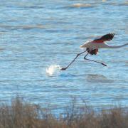 2021 d60 1 066 1 flamant rose