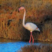 2021 d60 1 075 1 flamant rose