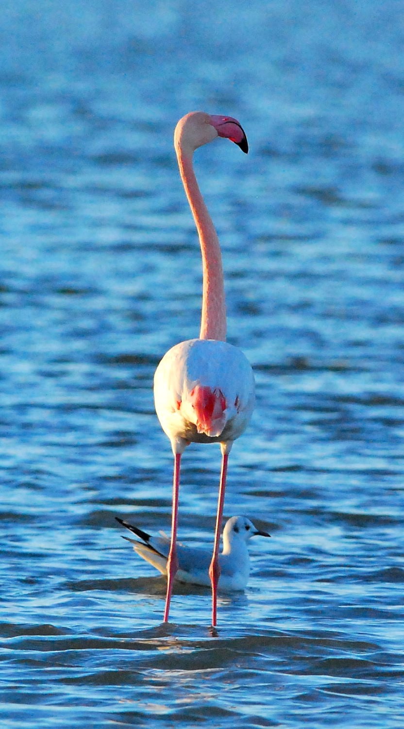 2021 d60 1 079 1 flamant rose mouette rieuse