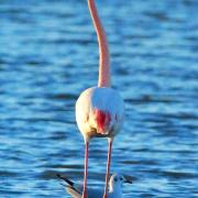 2021 d60 1 079 1 flamant rose mouette rieuse