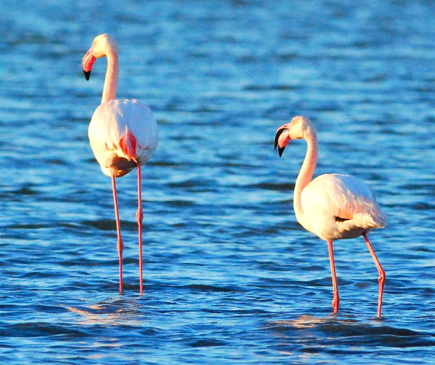 2021 d60 1 081 1 flamant rose