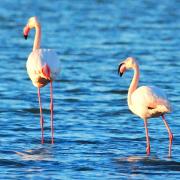 2021 d60 1 081 1 flamant rose