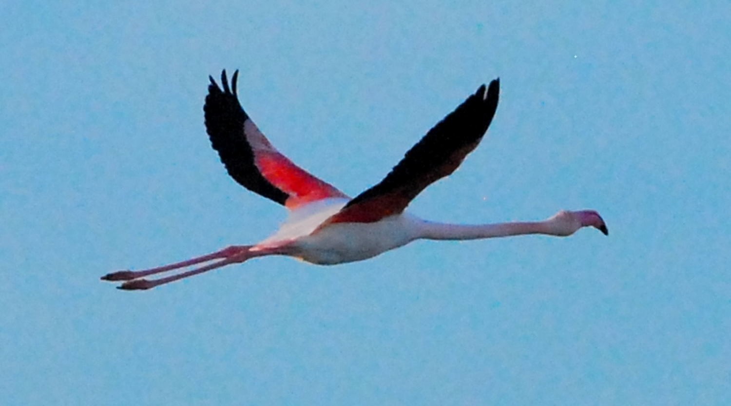 2021 d60 1 083 1 flamant rose