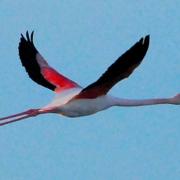 2021 d60 1 083 1 flamant rose