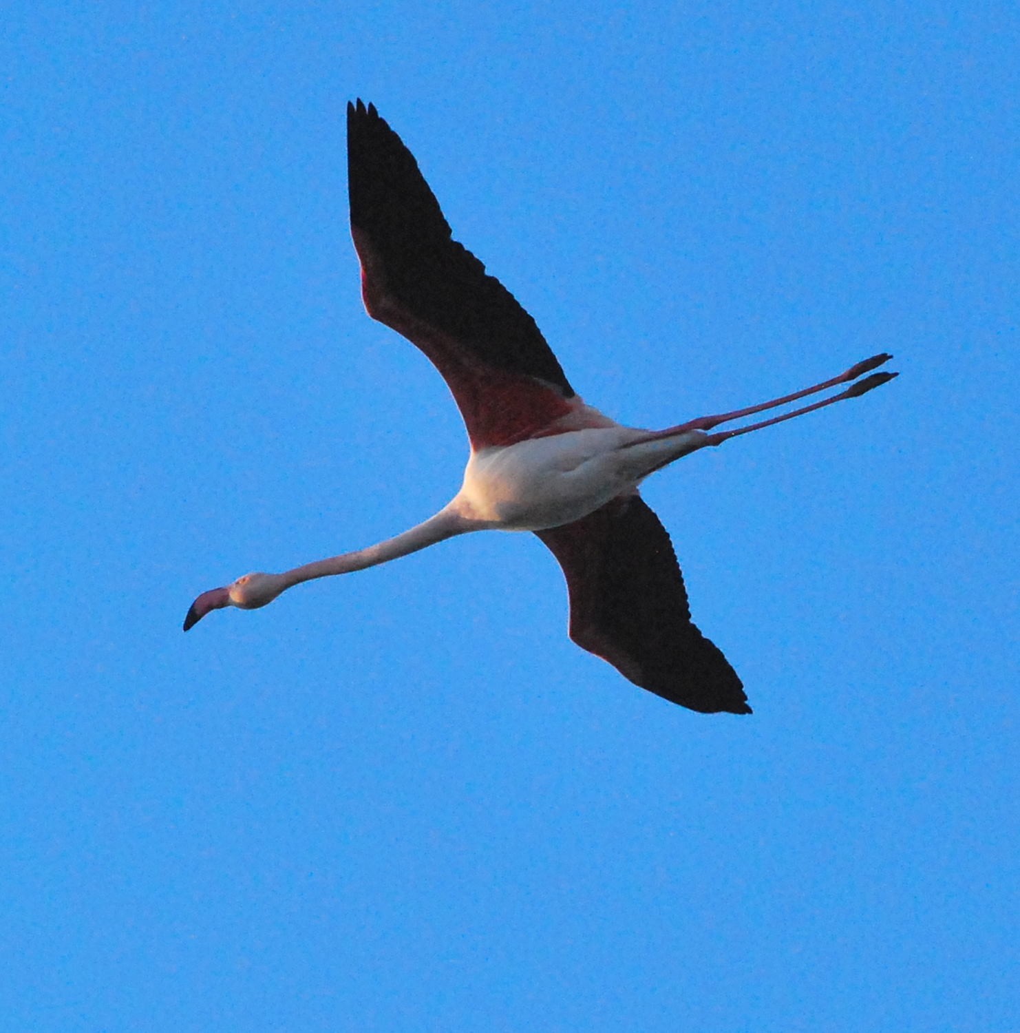 2021 d60 1 091 1 flamant rose