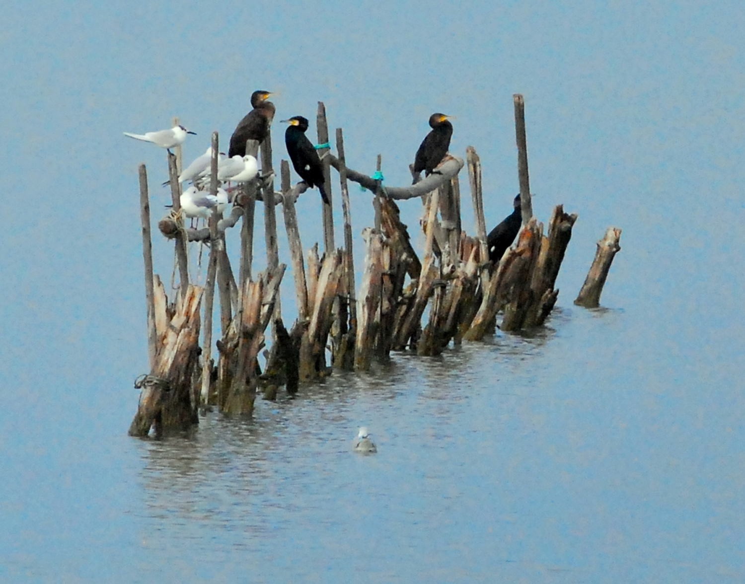 2021 d60 1 099 1 grand cormoran mouette rieuse 