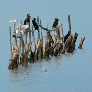 2021 d60 1 099 1 grand cormoran mouette rieuse 