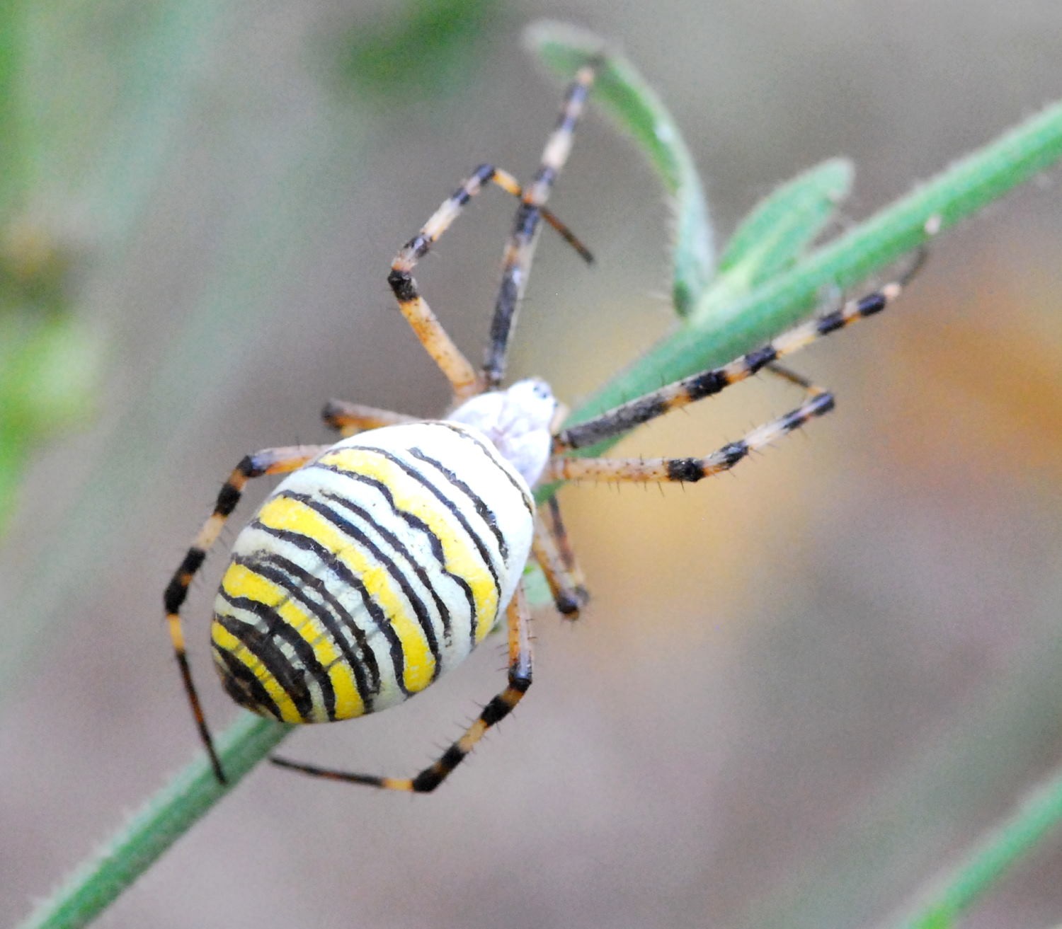 2021 d60 3 002 1 argiope